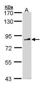 FGD4 Antibody in Western Blot (WB)