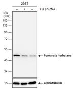 Fumarase Antibody in Western Blot (WB)