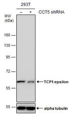 TCP-1 epsilon Antibody in Western Blot (WB)