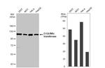 OGT Antibody in Western Blot (WB)