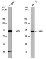 Villin Antibody in Western Blot (WB)