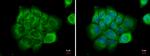 NPR3 Antibody in Immunocytochemistry (ICC/IF)