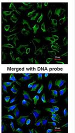 NPR3 Antibody in Immunocytochemistry (ICC/IF)