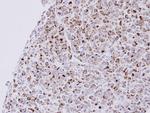 NPR3 Antibody in Immunohistochemistry (IHC)