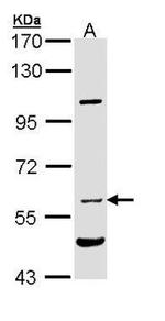NPR3 Antibody in Western Blot (WB)