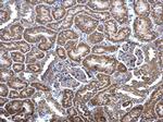 MCD Antibody in Immunohistochemistry (Paraffin) (IHC (P))