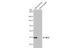 MCD Antibody in Western Blot (WB)