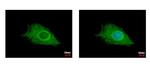 FIG4 Antibody in Immunocytochemistry (ICC/IF)