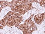FIG4 Antibody in Immunohistochemistry (Paraffin) (IHC (P))
