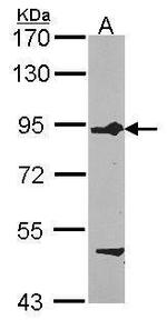 FIG4 Antibody in Western Blot (WB)