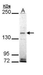 EHBP1 Antibody in Western Blot (WB)