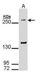 GP340 Antibody in Western Blot (WB)