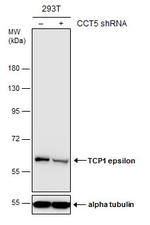 TCP-1 epsilon Antibody in Western Blot (WB)