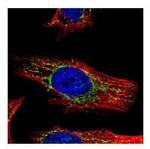 GALNS Antibody in Immunocytochemistry (ICC/IF)
