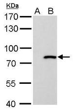 MX1 Antibody in Western Blot (WB)