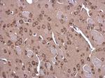 GLDC Antibody in Immunohistochemistry (Paraffin) (IHC (P))