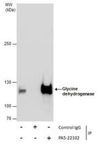 GLDC Antibody in Immunoprecipitation (IP)