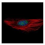RBM28 Antibody in Immunocytochemistry (ICC/IF)