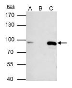 MCM7 Antibody in Immunoprecipitation (IP)