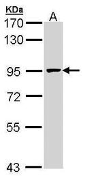 MCM7 Antibody in Western Blot (WB)