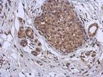 MURF1 Antibody in Immunohistochemistry (Paraffin) (IHC (P))