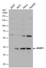 MURF1 Antibody in Western Blot (WB)