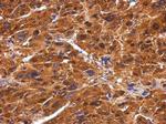BIVM Antibody in Immunohistochemistry (Paraffin) (IHC (P))