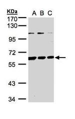 BIVM Antibody in Western Blot (WB)