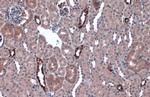 IkB alpha Antibody in Immunohistochemistry (Paraffin) (IHC (P))