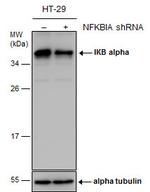 IkB alpha Antibody in Western Blot (WB)