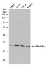 IkB alpha Antibody in Western Blot (WB)