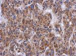 PTS Antibody in Immunohistochemistry (Paraffin) (IHC (P))