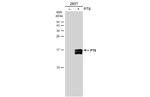 PTS Antibody in Western Blot (WB)