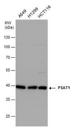 PSAT1 Antibody in Western Blot (WB)