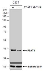 PSAT1 Antibody in Western Blot (WB)