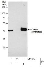 Citrate Synthase Antibody in Immunoprecipitation (IP)