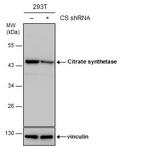 Citrate Synthase Antibody in Western Blot (WB)