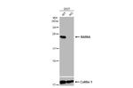 RAB6A Antibody in Western Blot (WB)