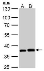 PEX19 Antibody in Western Blot (WB)