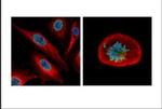 NUF2 Antibody in Immunocytochemistry (ICC/IF)