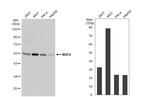 NUF2 Antibody in Western Blot (WB)