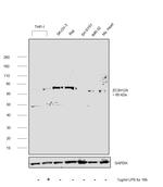 ZC3H12A Antibody in Western Blot (WB)