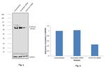 ZC3H12A Antibody in Western Blot (WB)