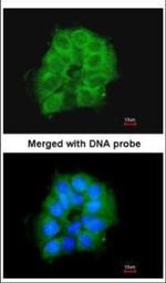 COX7B2 Polyclonal Antibody