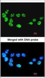 Cdc26 Polyclonal Antibody