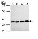 PPA1 Antibody in Western Blot (WB)
