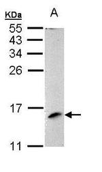 LAMTOR3 Antibody in Western Blot (WB)