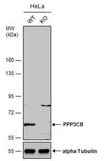 PPP3CB Antibody in Western Blot (WB)