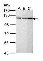 SART1 Polyclonal Antibody
