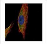 UNC13B Antibody in Immunocytochemistry (ICC/IF)